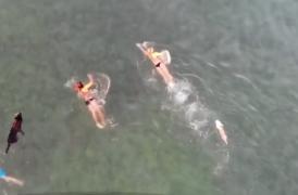 Competiție de înot pentru câini și stăpâni, organizată în Croația. La final, patrupedele au băut bere pentru căței