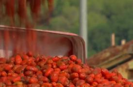 Ultimele pregătiri pentru ”La Tomatina”. 20.000 de oameni se vor bate cu 145 de tone de roșii