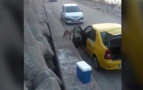 Vulpe absolut fascinată de o maşină galbenă, filmată pe un dig din zona Constanţa Sud-Agigea