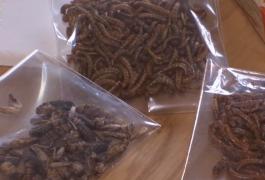 Viermii de mătase şi greierii deshidrataţi, acum și în supermarketurile românești