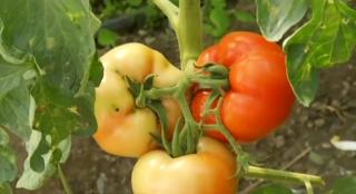 Pesta tomatelor distruge recolta de toamnă. Fluturele ucigaş nu are leac, preţul roşiilor s-ar dubla