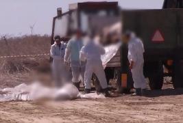 Pesta porcină, cea mai gravă boală a animalelor de la Al Doilea Război Mondial! Peste 120.000 de porci au fost ucişi până acum