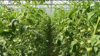 Tuta absolută, dăunătorul care aduce necazuri agricultorilor români