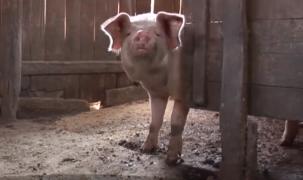 Gestul disperat al sătenilor afectaţi de pesta porcină. Oamenii îşi taie porcii sănătoşi, înainte ca virusul să ajungă la ei