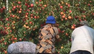 Producție record de mere anul acesta. Agricultorii spun că n-au mai văzut pomi atât de încărcați de mulți ani