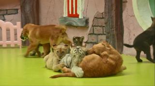 Prietenie bizară la zoo: puii de leu, de tigru şi de hienă adoptaţi de o familie de căţeluşi