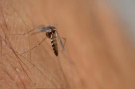 12 români au fost uciși de virusul West Nile, iar peste 100 sunt infectați