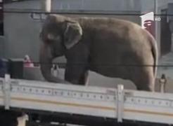 Un elefant a fost plimbat pe străzile orașului pentru a face reclamă la un circ