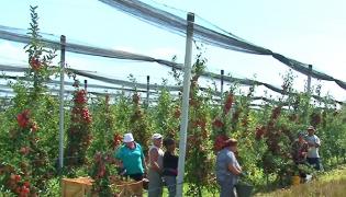 Producție - record de mere în Județul Argeș