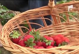 Un român a adus din Spania seminţe rezistente de căpşuni, care rodesc până iarna