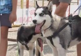 Întrecerea celor mai drăguți căței! La Iași are loc Cupa Moldovei la frumusețe canină