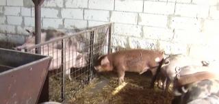 Specialiștii dau vina pe creșterea porcilor în curte pentru propagarea epidemiei