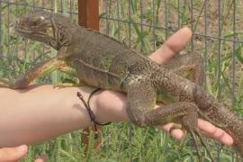 Centru special pentru recuperarea animalelor sălbatice