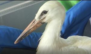 Centru special pentru păsările, aricii, vulpile sau veveriţele care au nevoie de ajutor