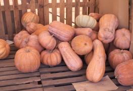 Toamna se numără dovlecii, dar producătorii din pieţe se plâng că rămân cu marfa nevândută