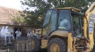 Autoritățile au descoperit două focare de pestă porcină în Constanța. Localnicii sunt îngroziţi