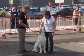 Marele câştigător al "Cupei Moldovei" a fost Voinea, un ciobănesc carpatin