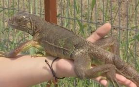 Sanctuarul animalelor salvate. O echipă de medici ajută speciile rămase fără habitate