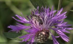 Statul român a uitat de apicultori. Prin Programul Naţional Apicol oamenii primesc bani doar pentru cumpărarea lăzilor pentru stupi