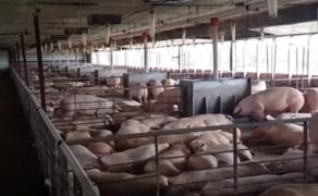 Ședință la Guvern pe tema pestei porcine. Oamenii vor primi despăgubiri pentru porcii uciși