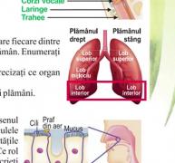 După scandalul manualelor de istorie şi de geografie de la clasa a şasea, o nouă serie de greşeli a apărut şi în cartea de biologie