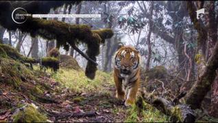 Animale exotice şi locuri renumite, surprinse de participanţii unui prestigios concurs internaţional de fotografii