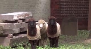 O catedrală din New York a "angajat" trei oi pentru întreţinerea gazonului din grădină