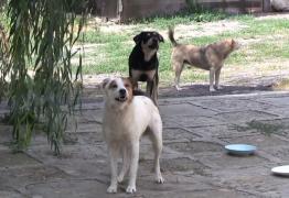 Sat din Vaslui, terorizat de câini. O localnică a adunat 50 de patrupede în curte