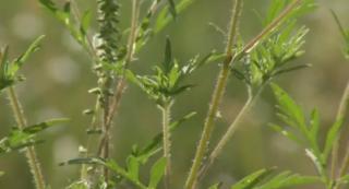 Legea care combate ambrozia. Amenzi usturătoare celor care nu stârpesc planta periculoasă