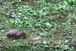 Imagini halucinante în centrul Aradului! În plină zi şobolanii mişună nestingheriţi