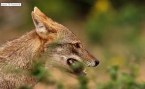 Pesta porcină ameninţă şi animale sălbatice. Un ordin de ministru dă undă verde vânătorilor să împuşte prădătorii