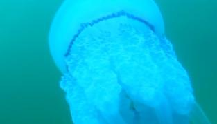 Litoralul pentru toţi s-a transformat în litoralul gunoaielor. E plin de meduze, aduse de curenţi la mal