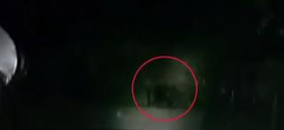 Misiune inedită în Harghita. A fost salvat un pui de urs dintr-un container de gunoi