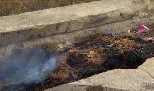 Epidemia de pestă porcină se extinde alarmant. În Călărași, crescătorii își taie singuri porcii și îi ard pe câmp