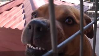 Scene de groază în Craiova! Un copil a fost sfâşiat de un Amstaff. 'Câinele era deasupra copilului', povestește un salvator