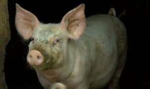 Situație incredibilă în Călărași! Ferme clandestine, porci liberi pe străzile orașului sau arși pe calea ferată