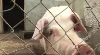 În plină epidemie de pestă porcină, crescătorii îşi fac singuri legea