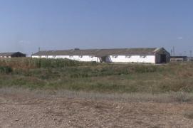 Un nou focar de pestă porcină a fost confirmat în judeţul Buzău. Oamenii au început să primească despăgubiri