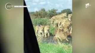 Imagini inedite într-o grădină zoo din Marea Britanie. Un leu a fost atacat brutal de leoaice