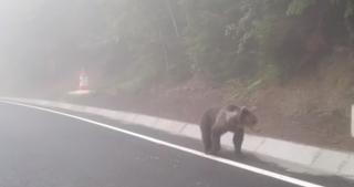 Apariție neobișnuită în trafic. Un urs brun a fost filmat în timp ce încerca să traverseze printre mașini
