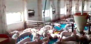 În plină epidemie de pestă porcină, fermele clandestine îşi cresc porcii după propriile legi