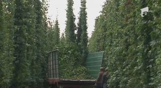 Românii sunt mari băutori de bere, dar culturile de hamei sunt pe cale să dispară