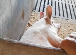 Călăraşi, raiul fermelor ilegale de porci. Sub ochii angajaţilor, porcii mureau pe capete. Iar leşurile erau aruncate la câini