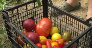 Gustul copilăriei vine din serele ecologice. Roşiile pe care un fermier din Braşov le cultivă în serele lui sunt un deliciu pentru clienţi
