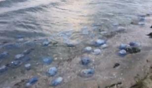 Invazie de meduze pe plaja din Constanţa din cauza temperaturilor scăzute