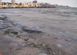 Meduze necunoscute au invadat plajele de pe litoral!