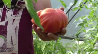 Românii au prins gustul preparatelor bio, iar restaurantele s-au adaptat şi ele