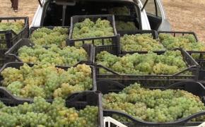 Tone de struguri din soiuri nobile se strică pe marginea drumului. Micii producători riscă falimentul