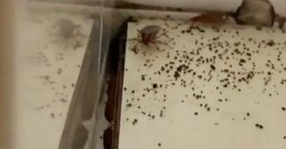 Rugină, gândaci, mizerie şi produse expirate, descoperite la două restaurante de pe litoral