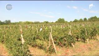 Viile din Prahova se culeg cu pază armată. În lipsa zilierilor, proprietarii au chemat deţinute la cules